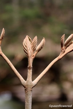 Winter twigs with naked buds